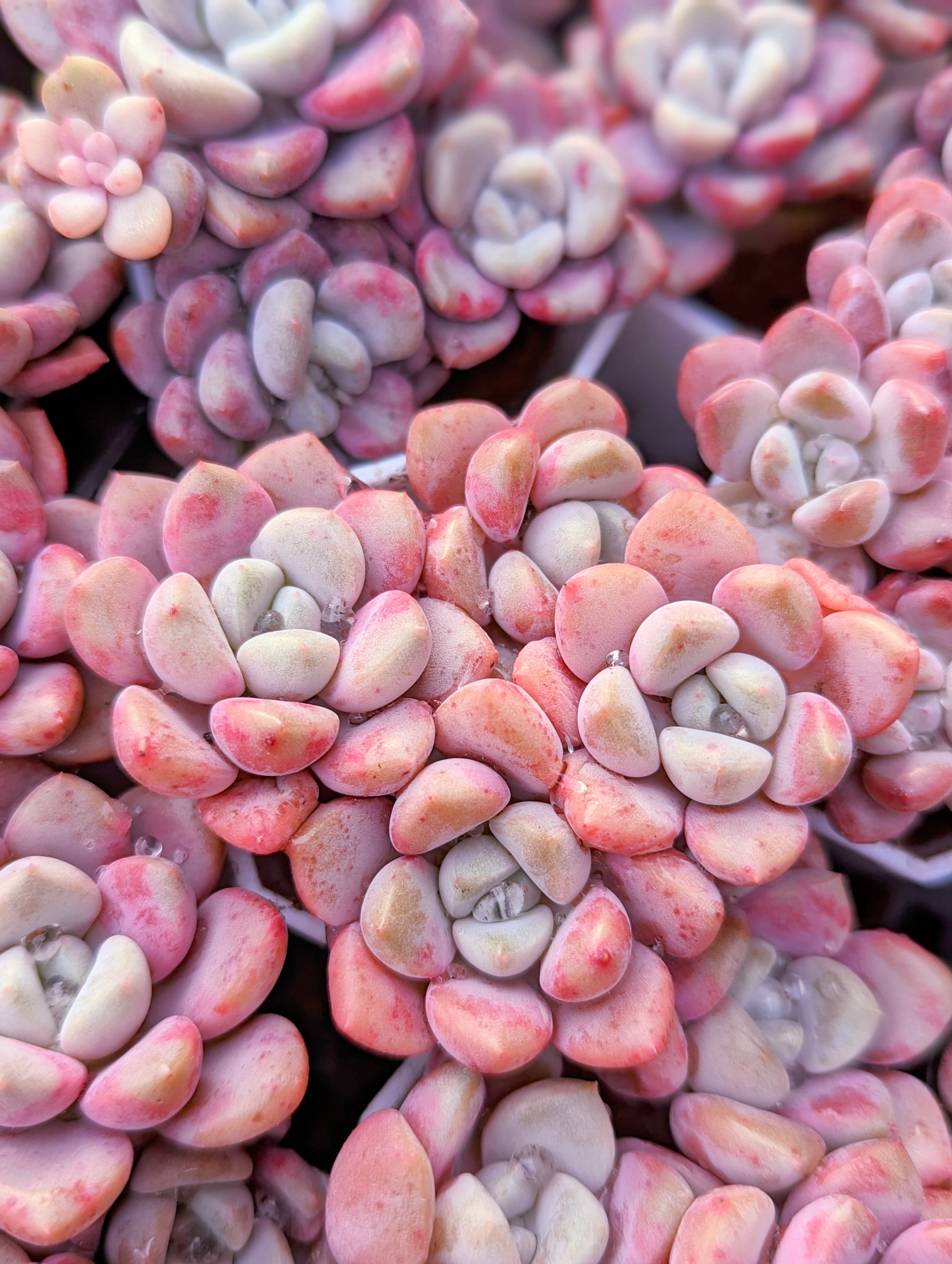 Pink purple succulent cluster