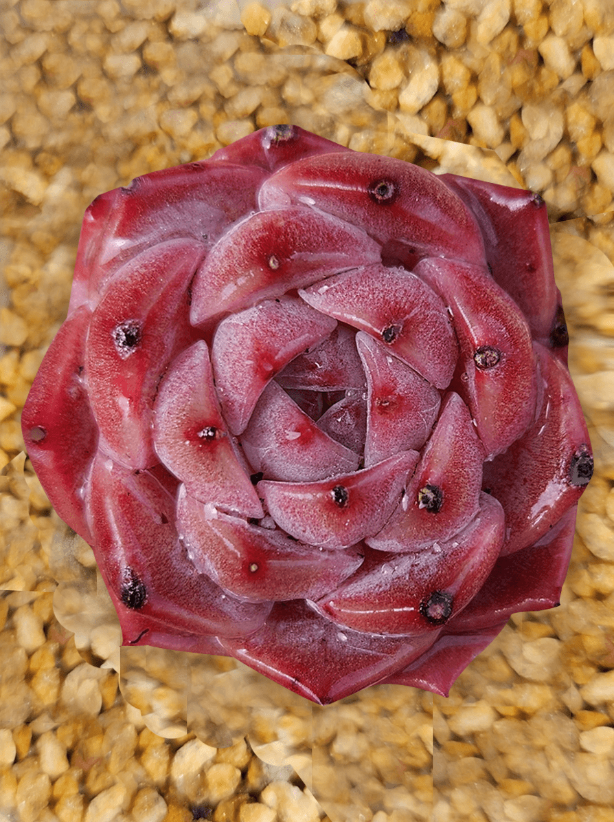 Crassulaceae: